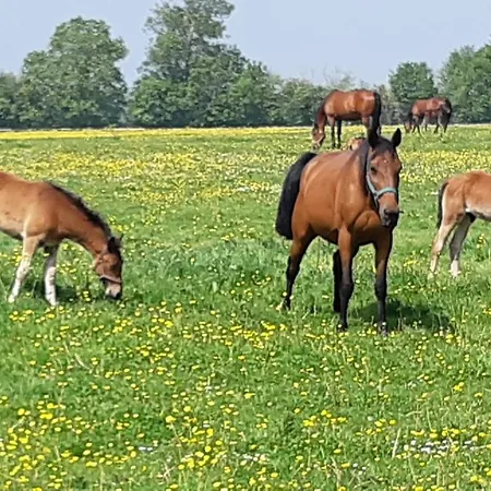 Les Petites Landes Villa *